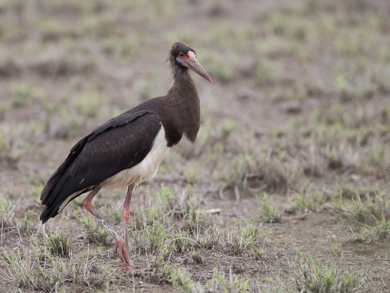 Abdim's Stork (imm)