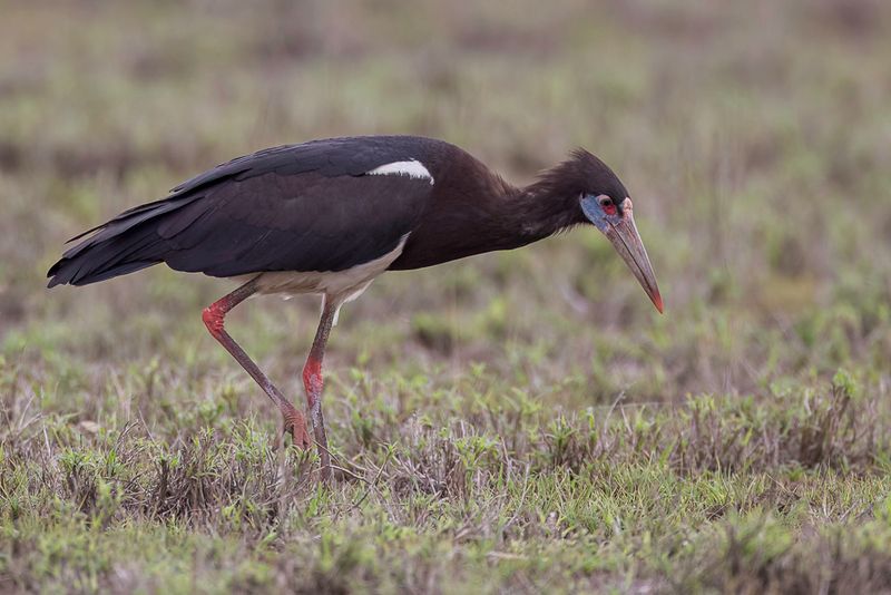 Abdim's Stork