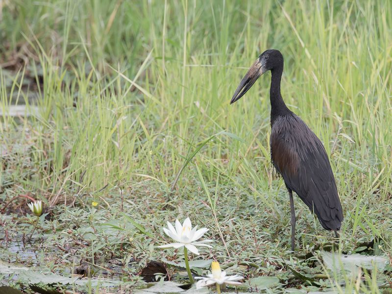 African Openbill