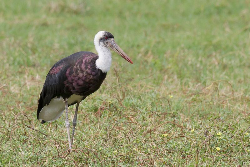 African Woolly-necked Stork