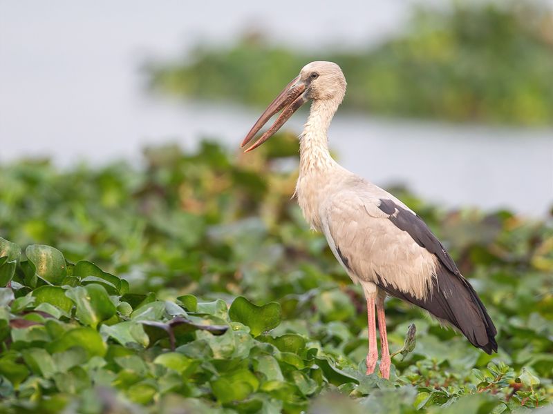 Asian Openbill