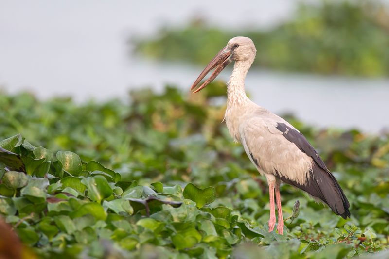 Asian Openbill