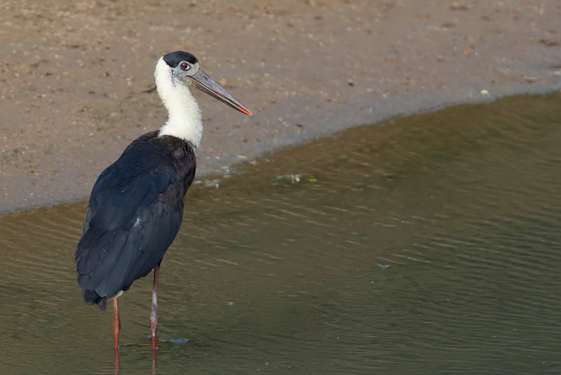 Asian Woolly-necked Stork