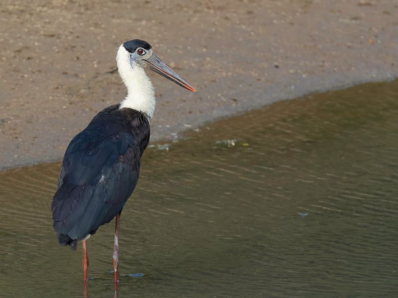 Asian Woolly-necked Stork