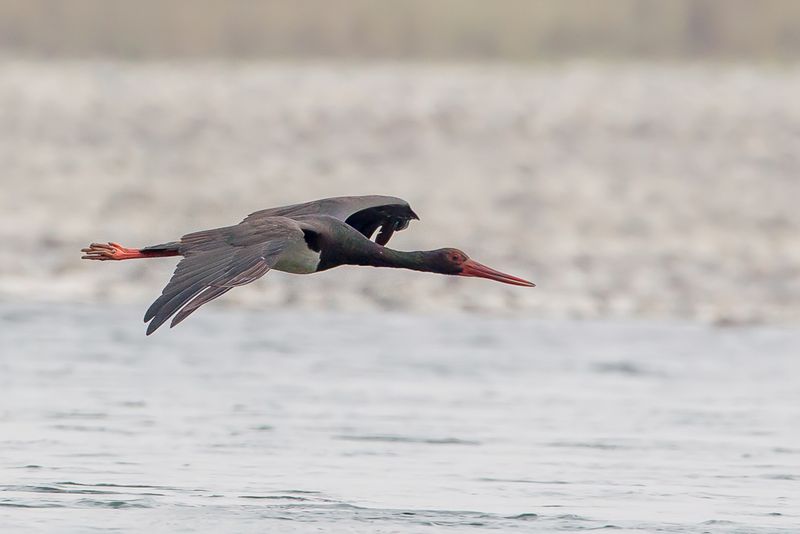 Black Stork