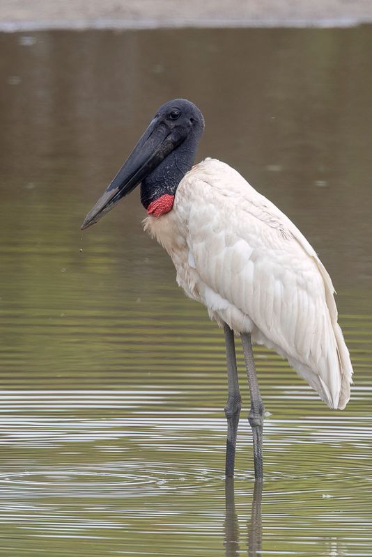 Jabiru Stork