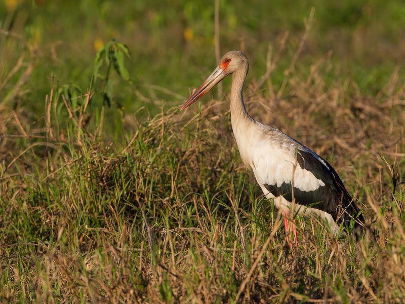 Maguari Stork