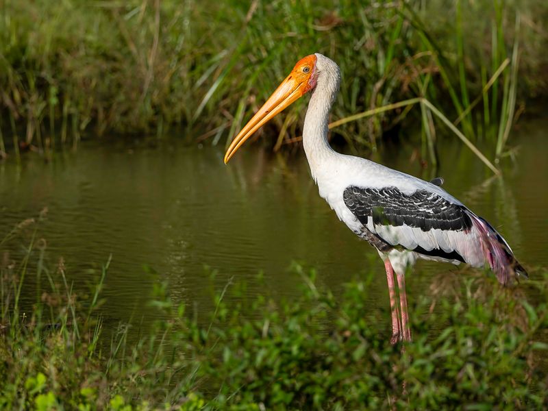 Painted Stork