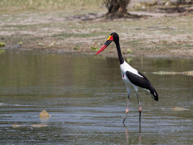 Saddle-Billed Stork (f)