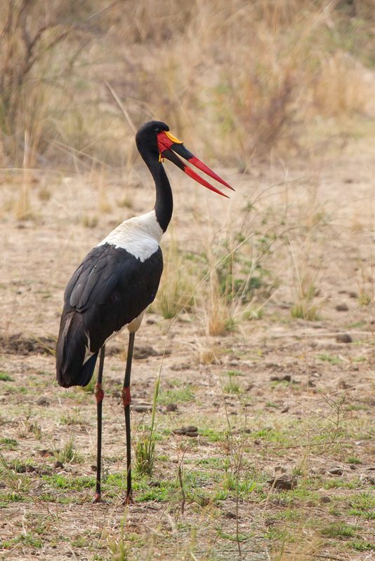 Saddle-billed Stork (m)