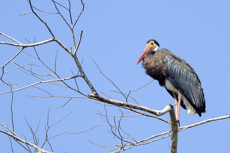 Storm's Stork