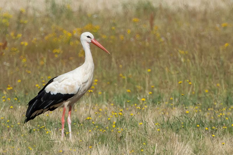 White Stork