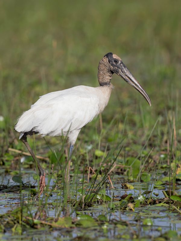 Wood Stork
