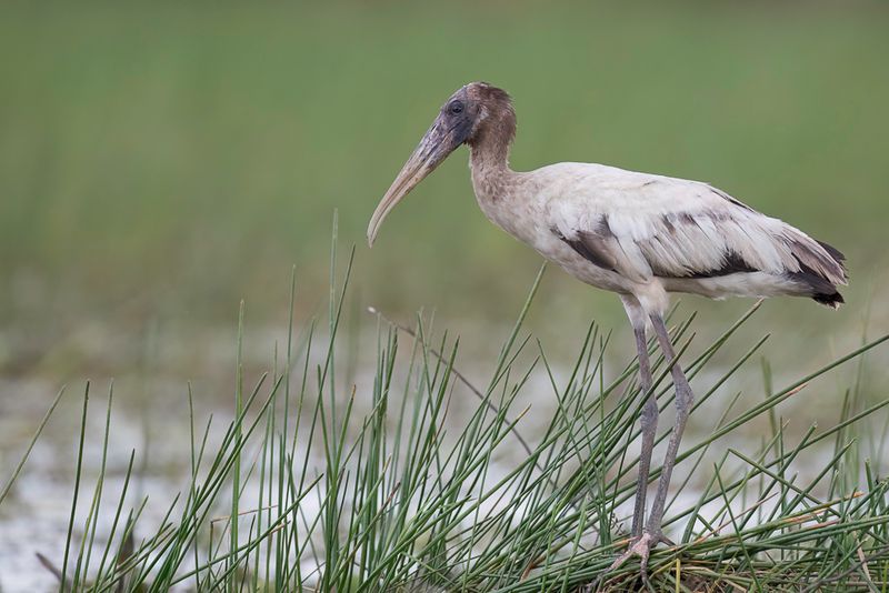 Wood Stork (imm)
