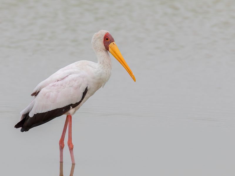 Yellow-billed Stork