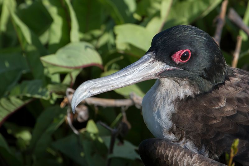 Great Frigatebird (f)