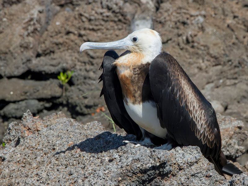 Great Frigatebird (imm)