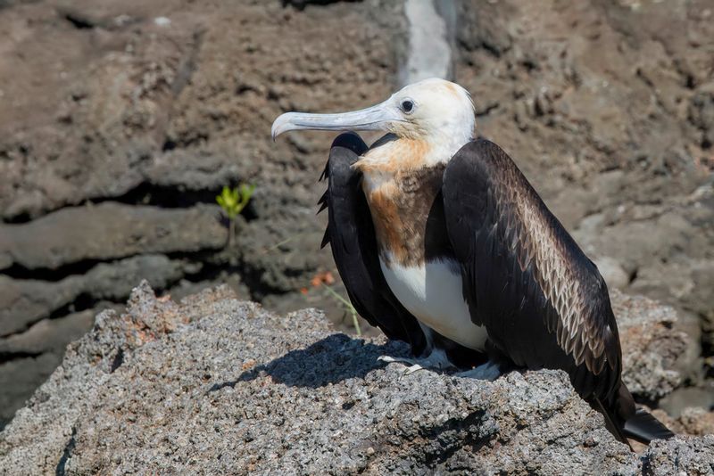 Great Frigatebird (imm)