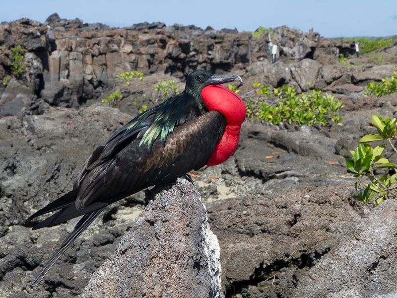 Great Frigatebird (jm)