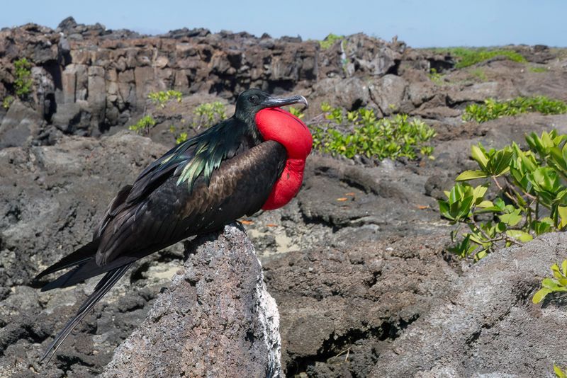 Great Frigatebird (jm)
