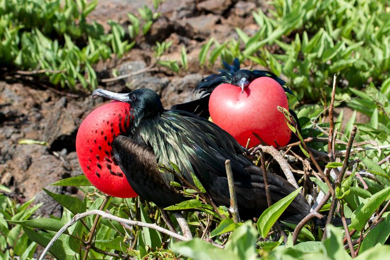Great Frigatebird (m)