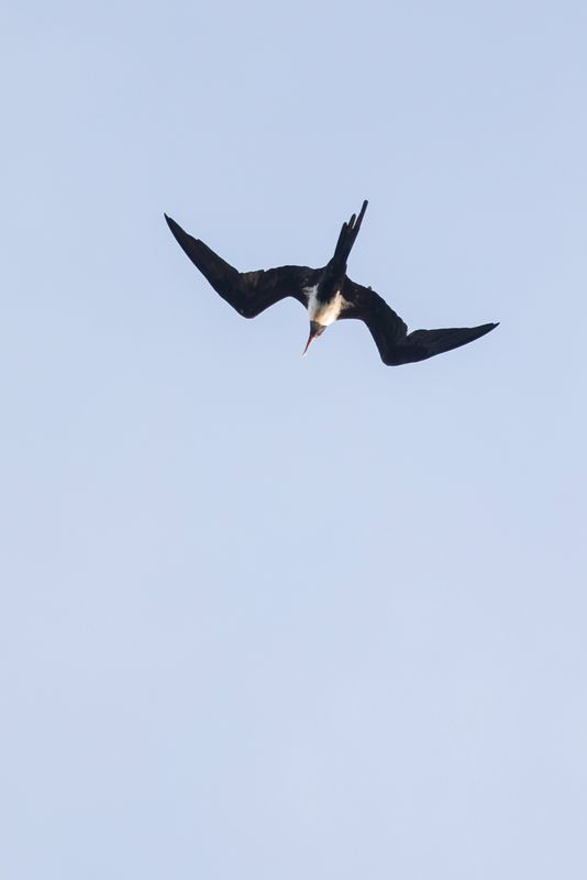 Lesser Frigatebird