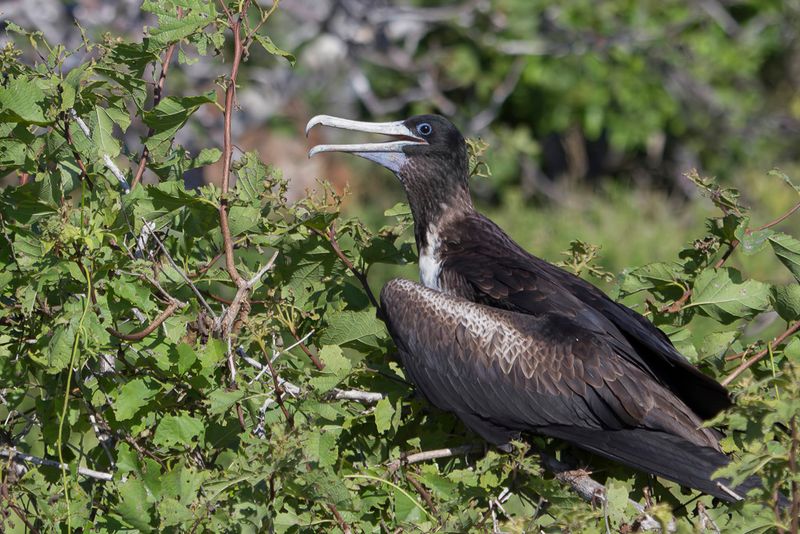 Magnificent Frigatebird (f)