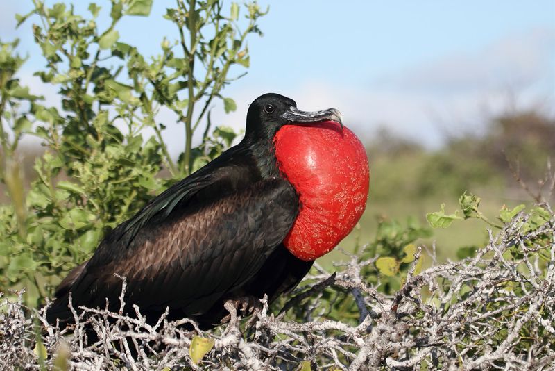Magnificent Frigatebird (m)