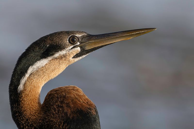 African Darter (m)