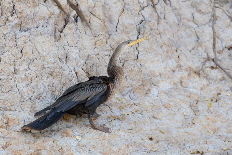 Anhinga (f)