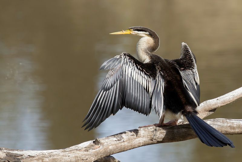 Australasian Darter