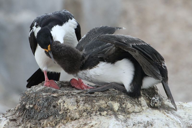 Imperial Shag - Keizeraalscholver - Cormoran imprial