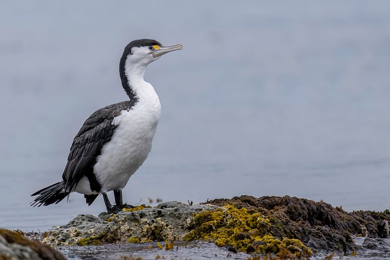 Australian Pied Cormorant