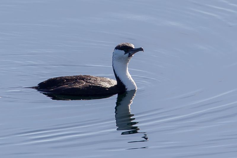 Black-faced Cormorant
