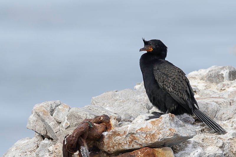 Crowned Cormorant