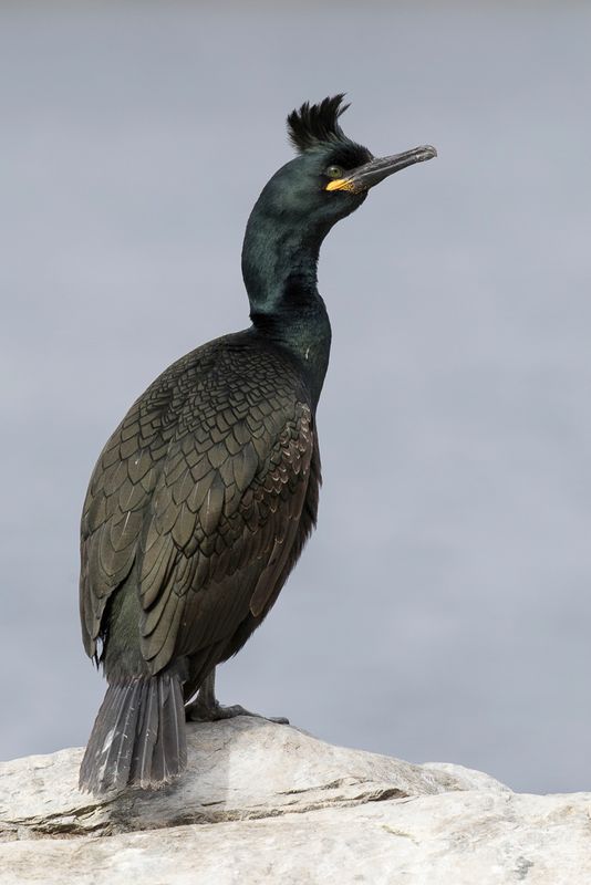 European Shag