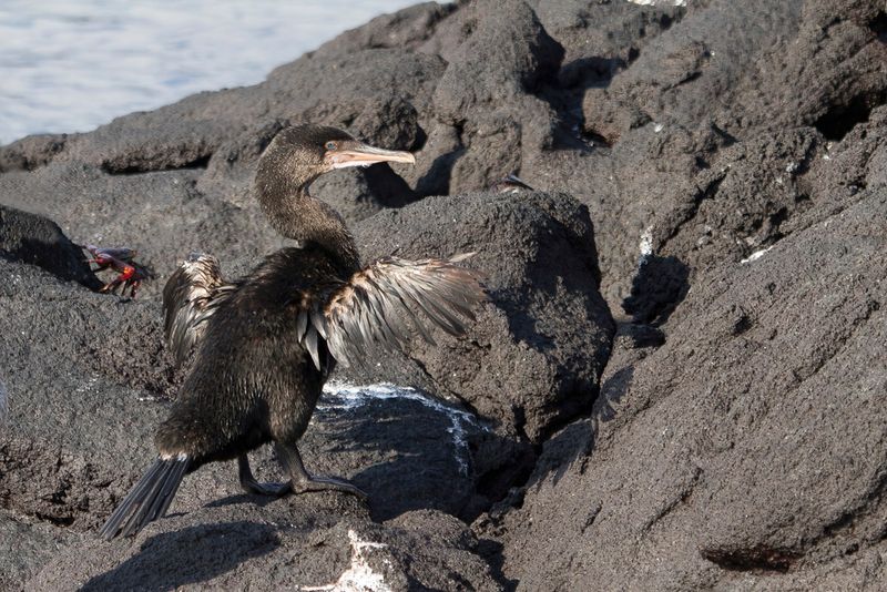 Flightless Cormorant