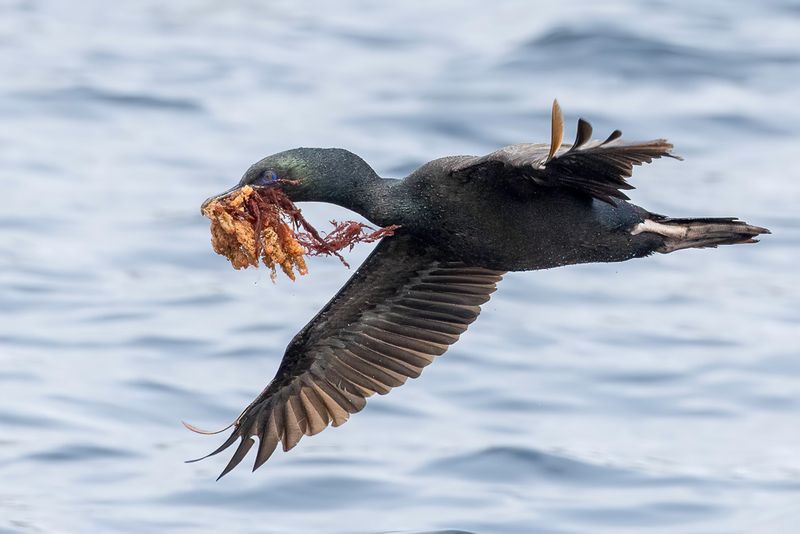 Stewart Island Shag