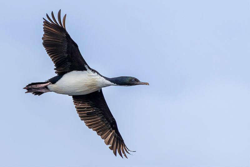 Stewart Island Shag