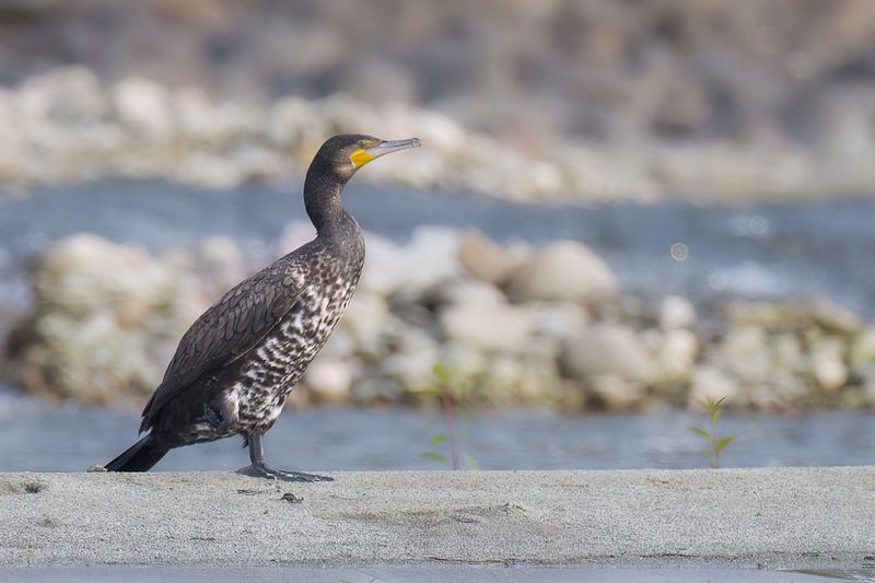Great Cormorant
