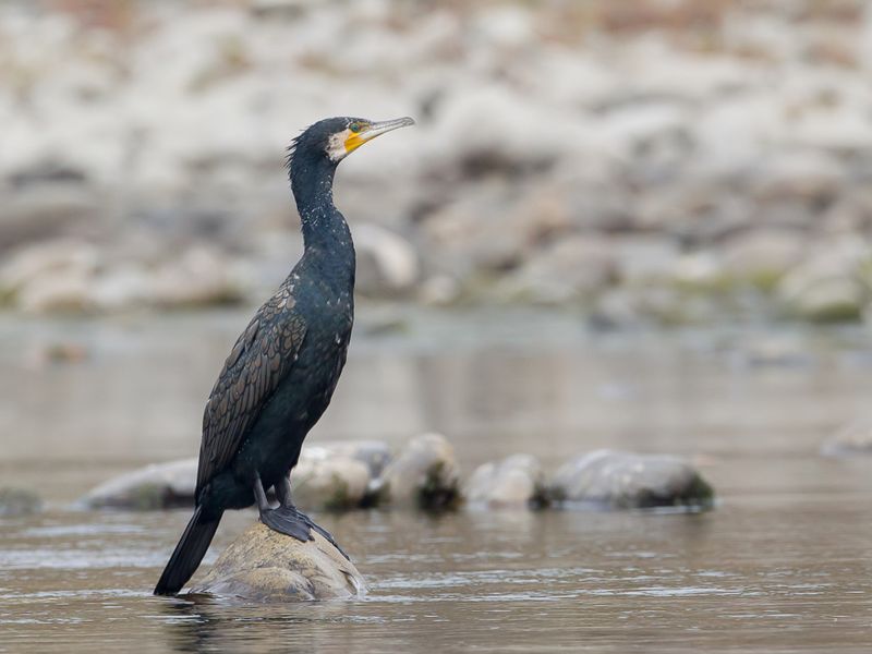 Great Cormorant