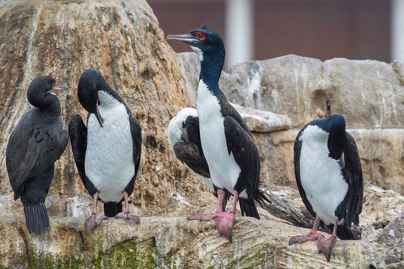 Guanay Cormorant