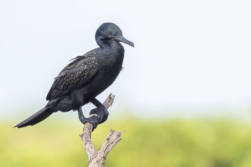 Indian Cormorant