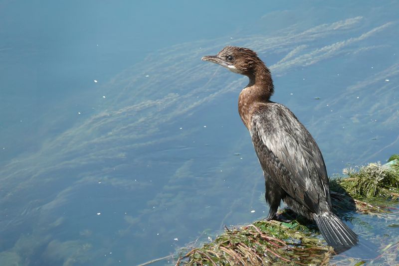 Pygmy Cormorant