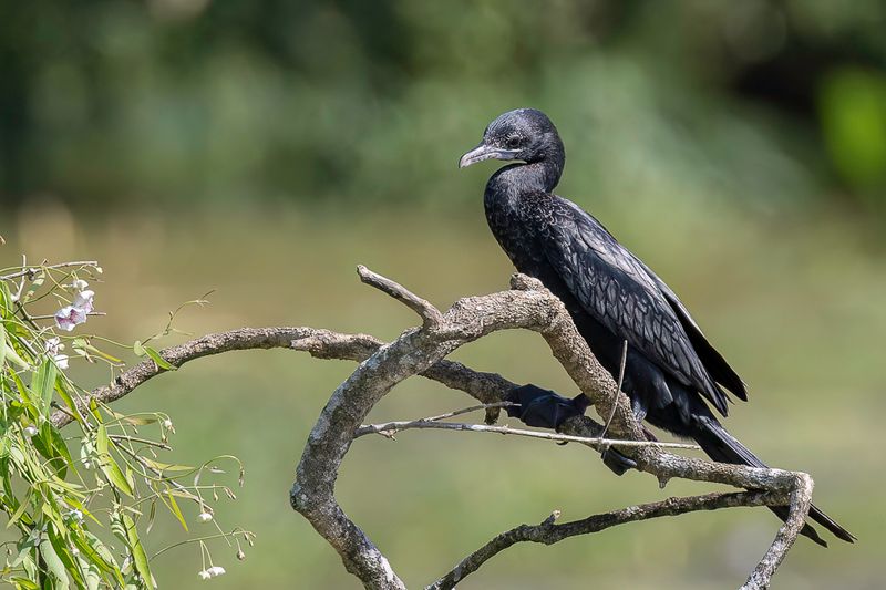 LIttle Cormorant
