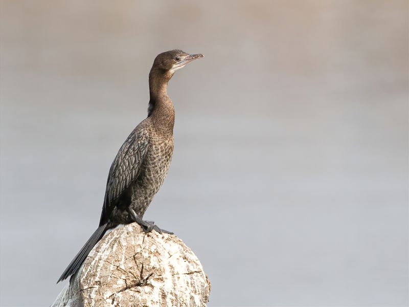 Little Cormorant