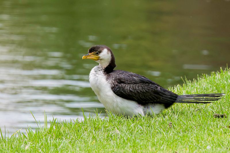Little Pied Cormorant