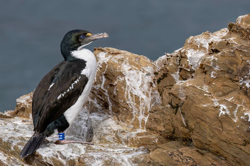 New Zealand King Shag
