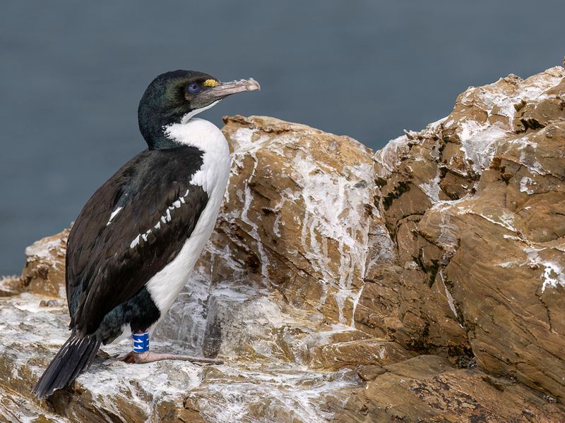 New Zealand King Shag