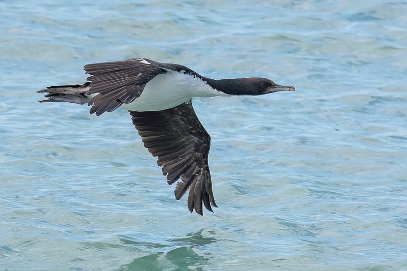 Stewart Island Shag